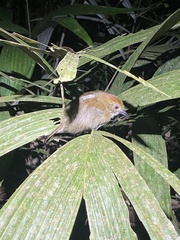 Thamnophilus schistaceus