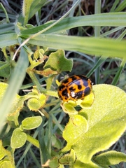 Platyphora congregata