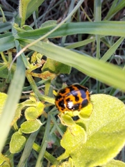 Platyphora congregata