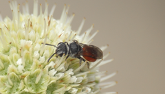 Austrosphecodes