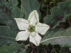 Jaborosa runcinata