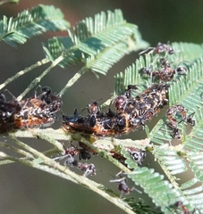 Jalmenus evagoras