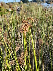 Schoenoplectus californicus
