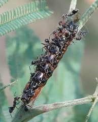 Jalmenus evagoras