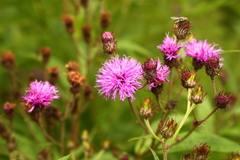 Vernonia noveboracensis