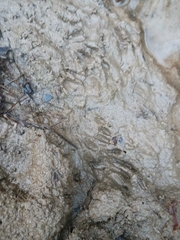 Didelphis virginiana