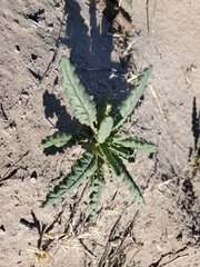 Phacelia integrifolia