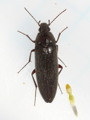 Synchroa punctata