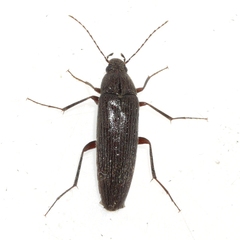 Synchroa punctata