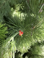 Adenanthos sericeus