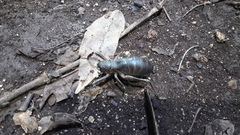Nesoecia nigrispina
