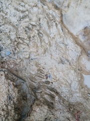 Didelphis virginiana