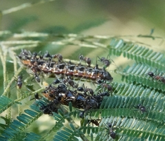 Jalmenus evagoras