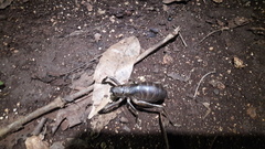 Nesoecia nigrispina