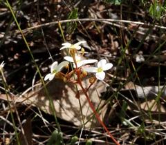 Stylidium bindoon