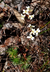 Stylidium bindoon