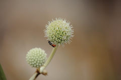 Austrosphecodes