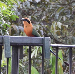 Baryphthengus martii