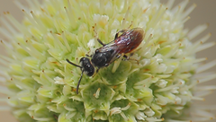 Austrosphecodes