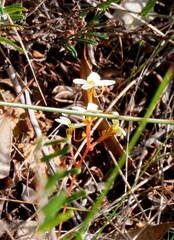 Stylidium bindoon