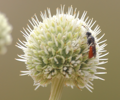 Austrosphecodes