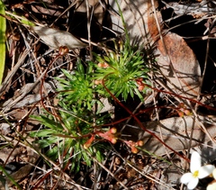 Stylidium bindoon