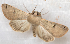 Cissusa indiscreta