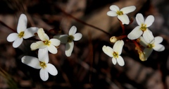 Stylidium bindoon