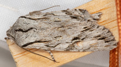 Egira crucialis