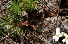 Stylidium bindoon