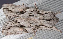 Egira crucialis