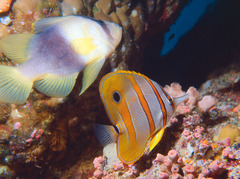Chelmon rostratus