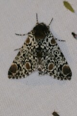 Harrisimemna trisignata