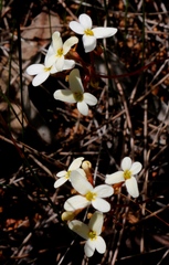 Stylidium bindoon