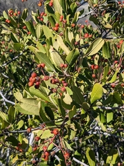 Heteromeles arbutifolia