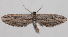 Eupithecia acutipennis