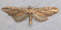 Eupithecia acutipennis
