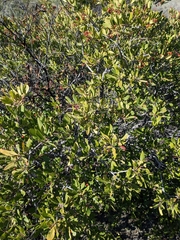 Heteromeles arbutifolia