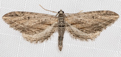 Eupithecia acutipennis