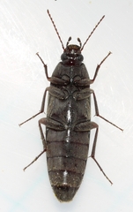 Synchroa punctata