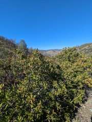 Heteromeles arbutifolia