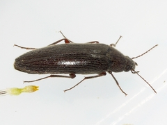 Synchroa punctata