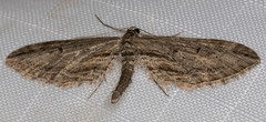 Eupithecia acutipennis