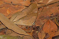 Archaeoprepona chalciope