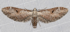 Eupithecia nevadata
