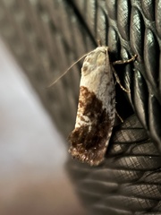 Hypertropha chlaenota