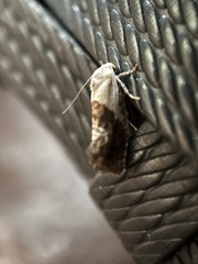 Hypertropha chlaenota