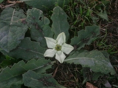 Jaborosa runcinata