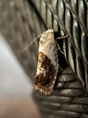Hypertropha chlaenota