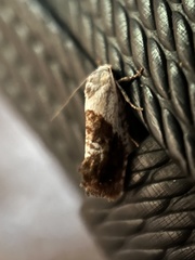 Hypertropha chlaenota